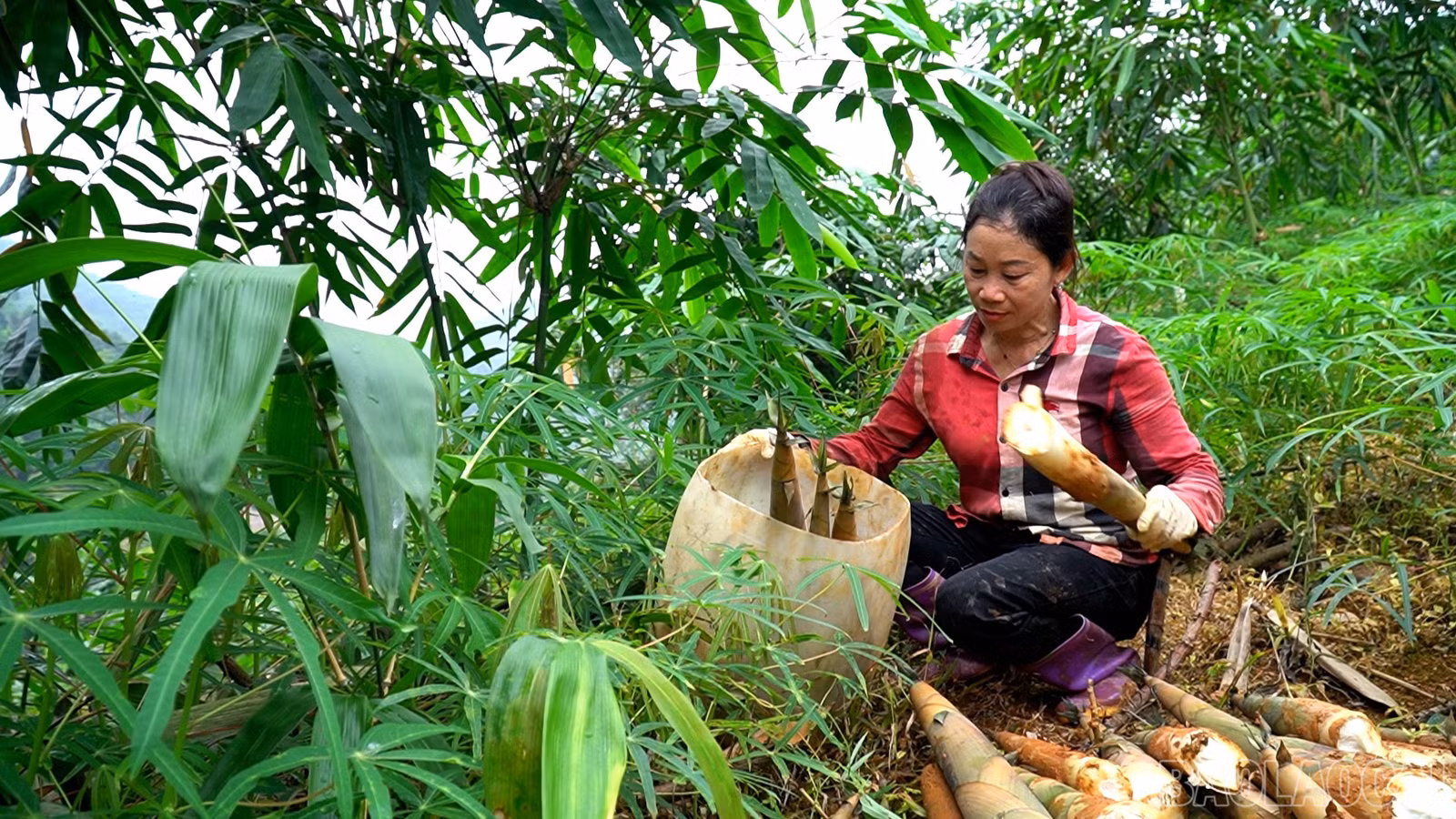 baolaocai-br_anh-6.jpg