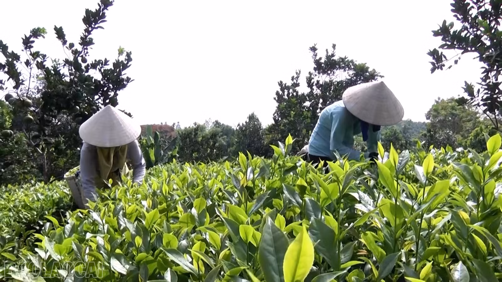 Người dân phường Âu Lâu áp dụng quy trình canh tác chè an toàn theo tiêu chuẩn VietGAP.