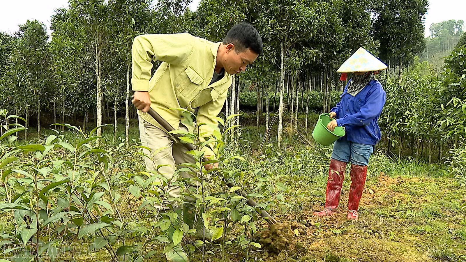 Người dân Khe Năm sử dụng phân hữu cơ trên diện tích chè trồng mới.