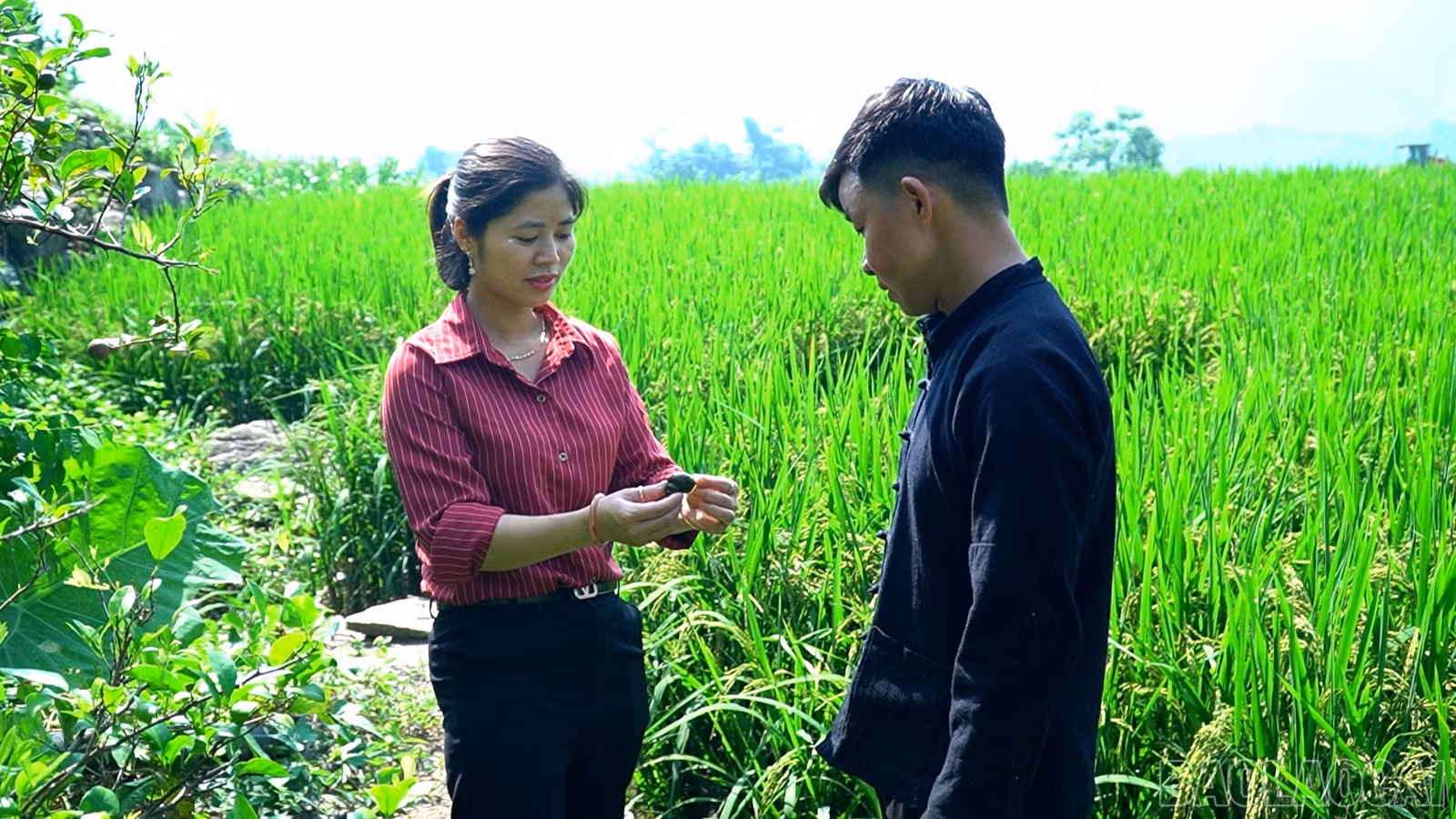 baolaocai-br_anh-4.jpg