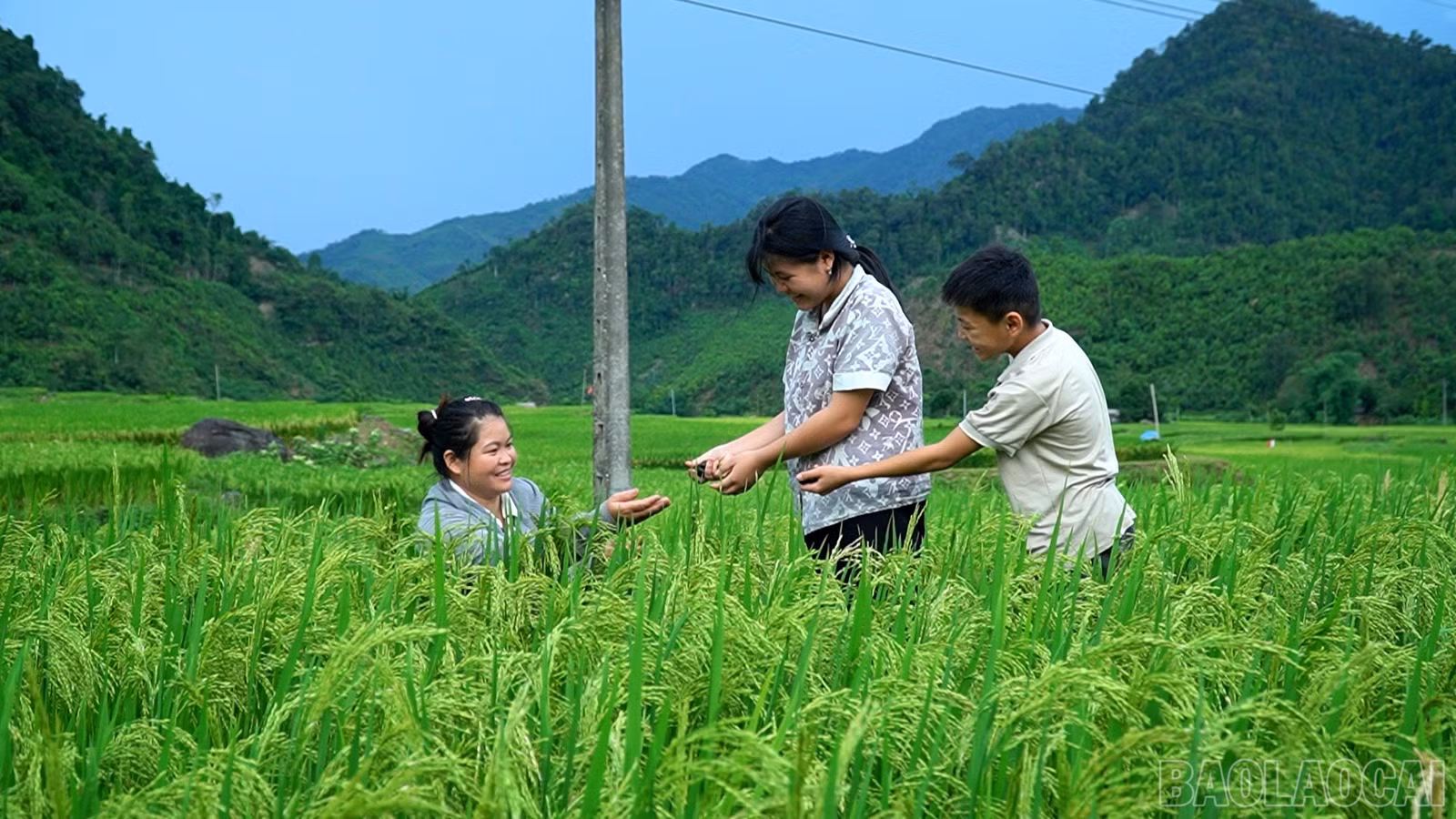 baolaocai-br_anh-3.jpg