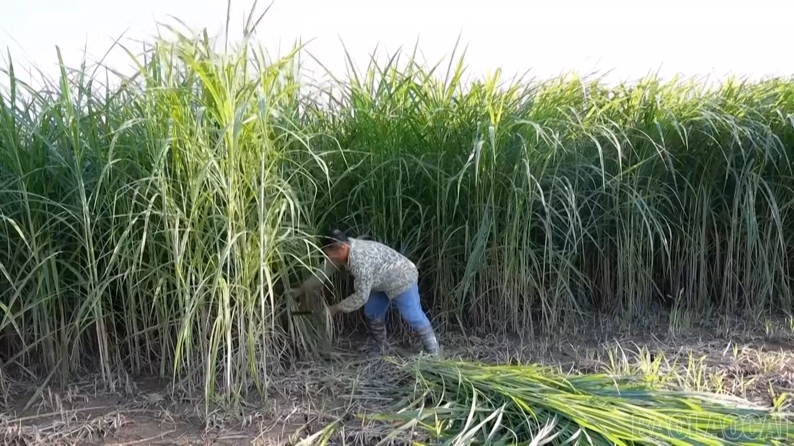 baolaocai-br_anh-4.jpg
