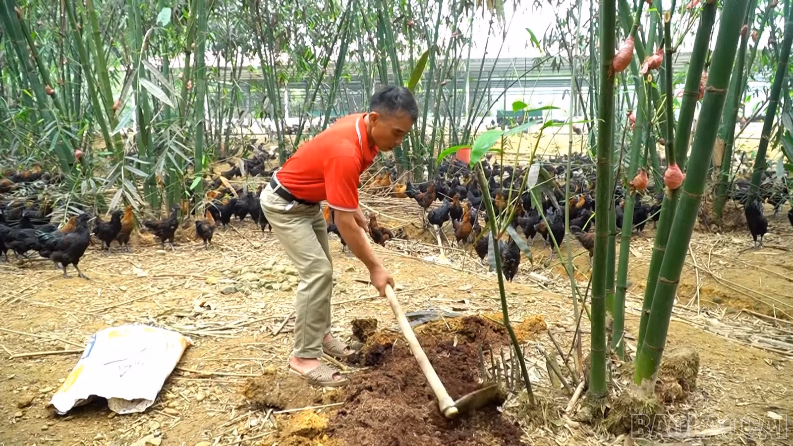 baolaocai-br_anh-3.jpg