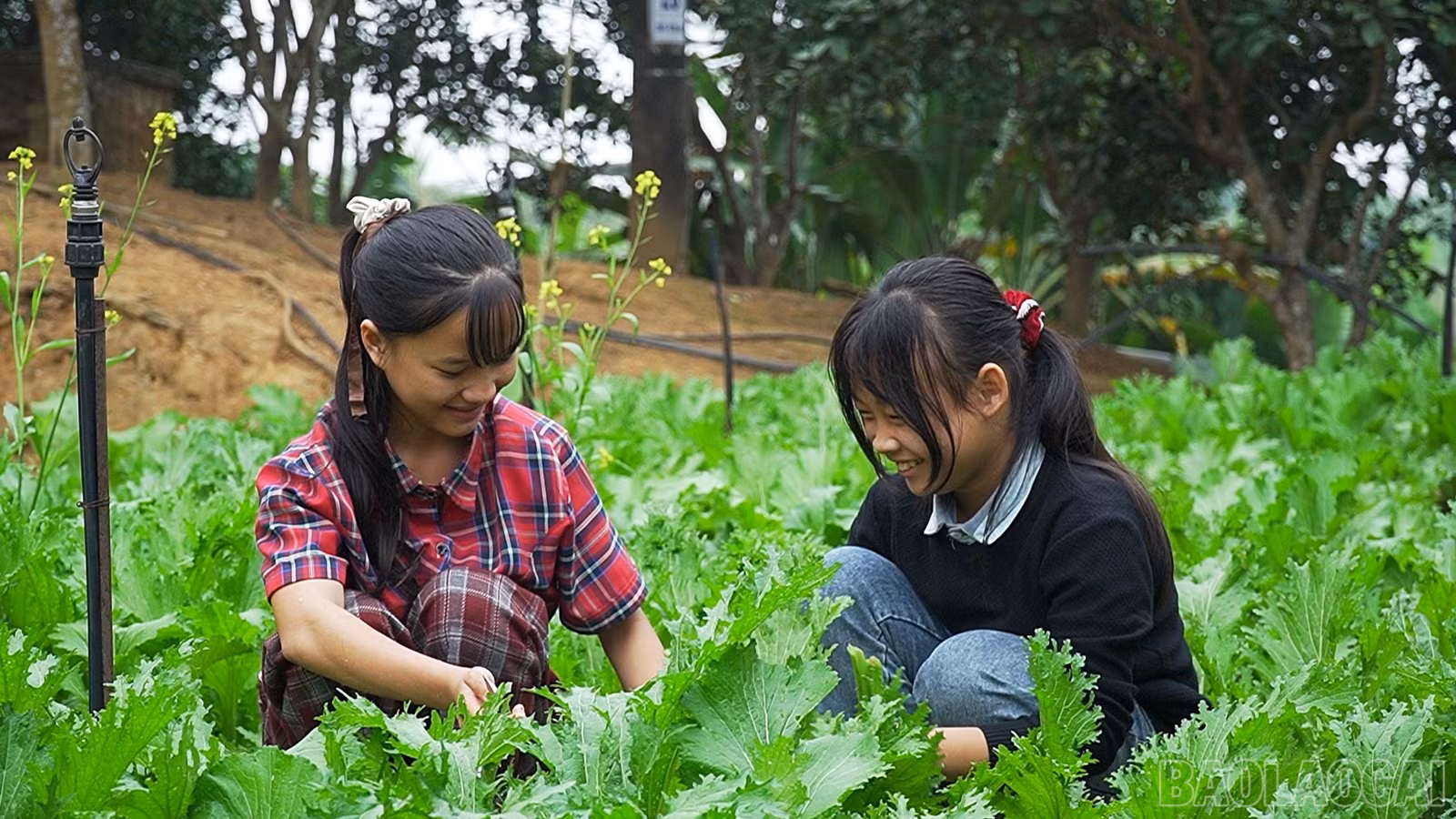 baolaocai-br_dung-ps00-24-27-13still130.jpg
