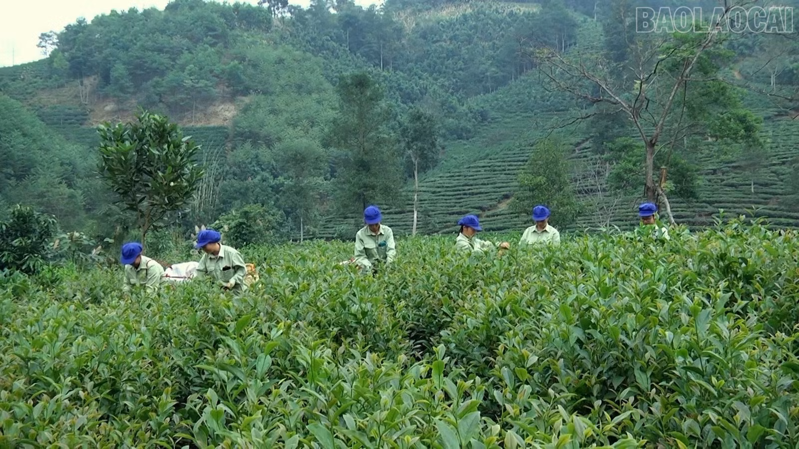 baolaocai-tr_che-hung-khanh.jpg
