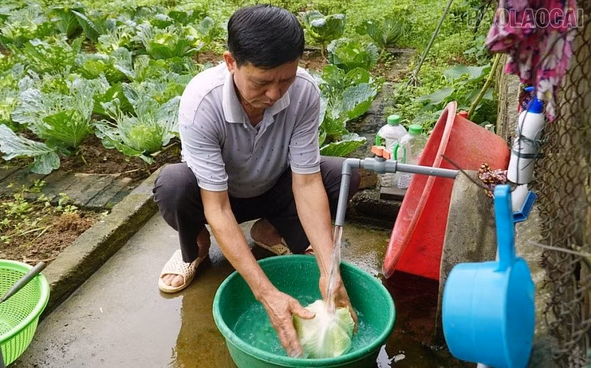 baolaocai-tr_4eb64128a9493709faad975ffbd99945.jpg