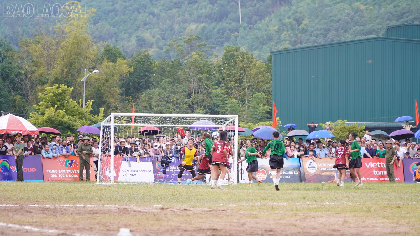 baolaocai-tl_beo03731.jpg