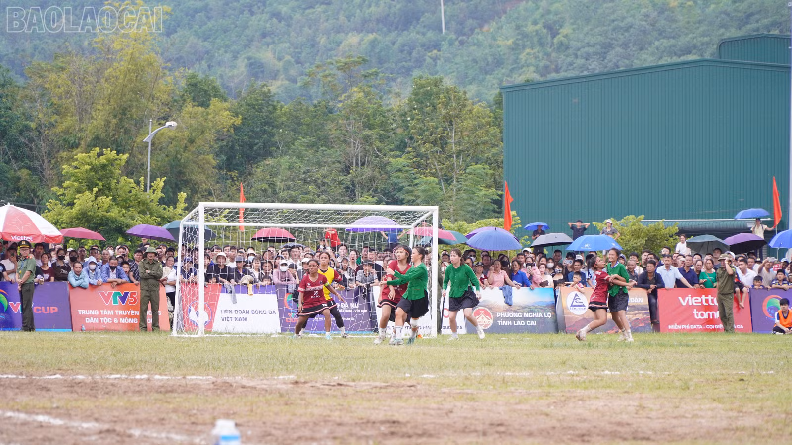 baolaocai-tl_beo03730.jpg