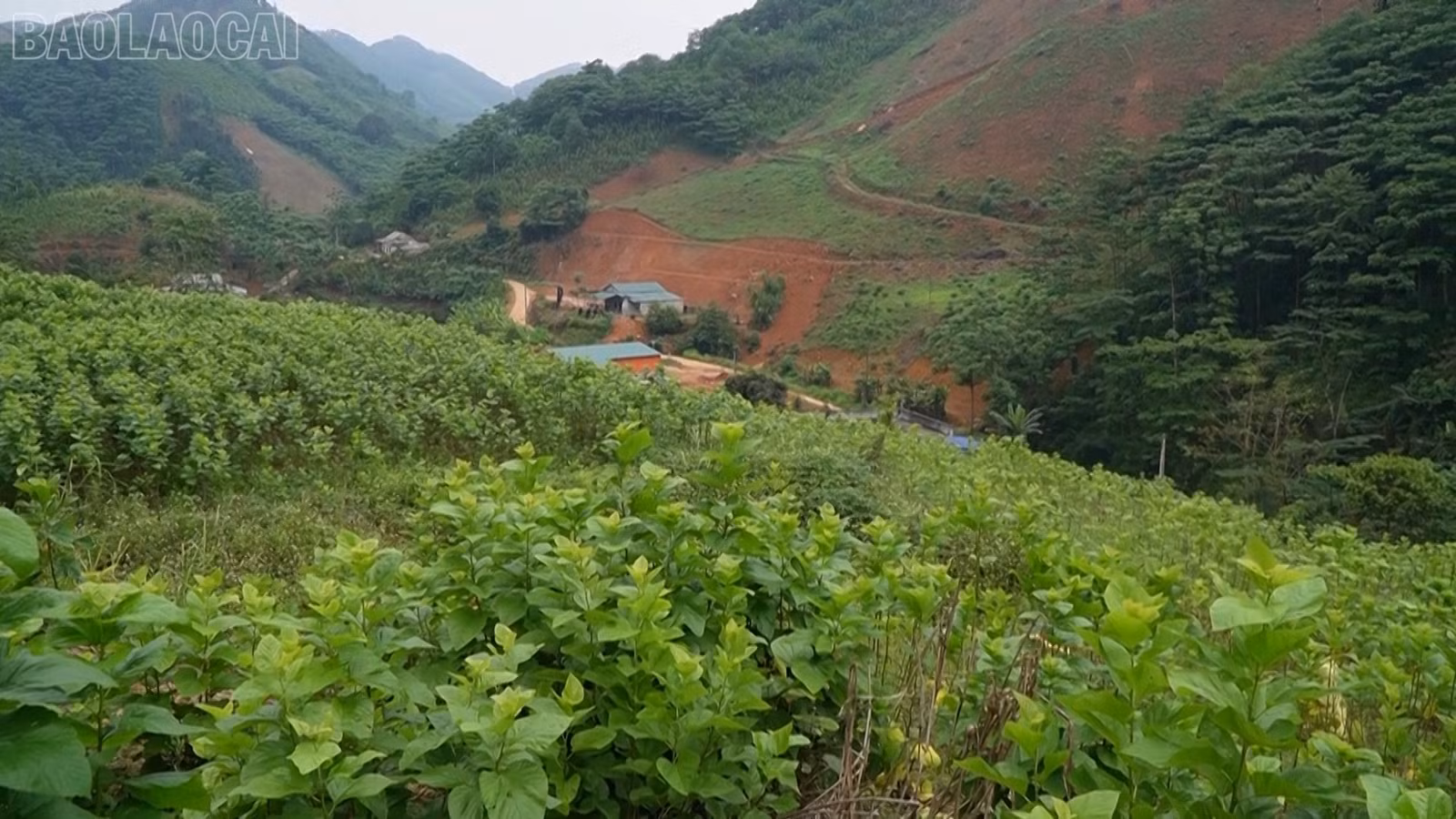 baolaocai-tl_vanh-pstl-giam-ngheo01-15-40-15still024.jpg