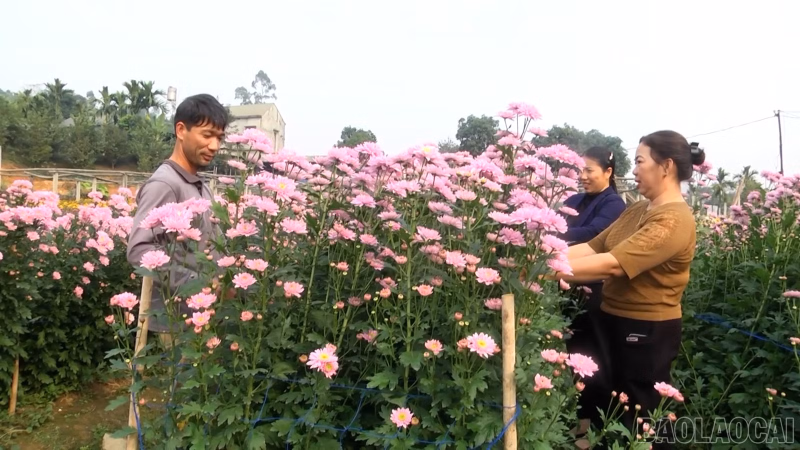 baolaocai-br_lk88040-kinh-te-tap-the-va-thach-thuc-trong-hanh-trinh-chuyen-doi-so-hd100-28-02-22still009.jpg