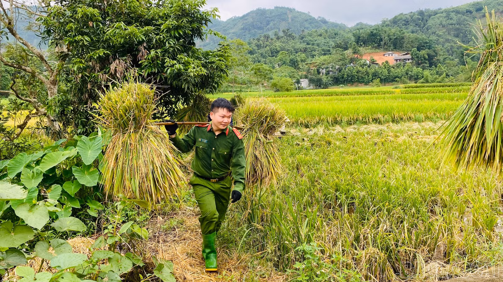 baolaocai-br_z7850407373104-eedd1a7d6f91f68caef72a2a53667061.jpg