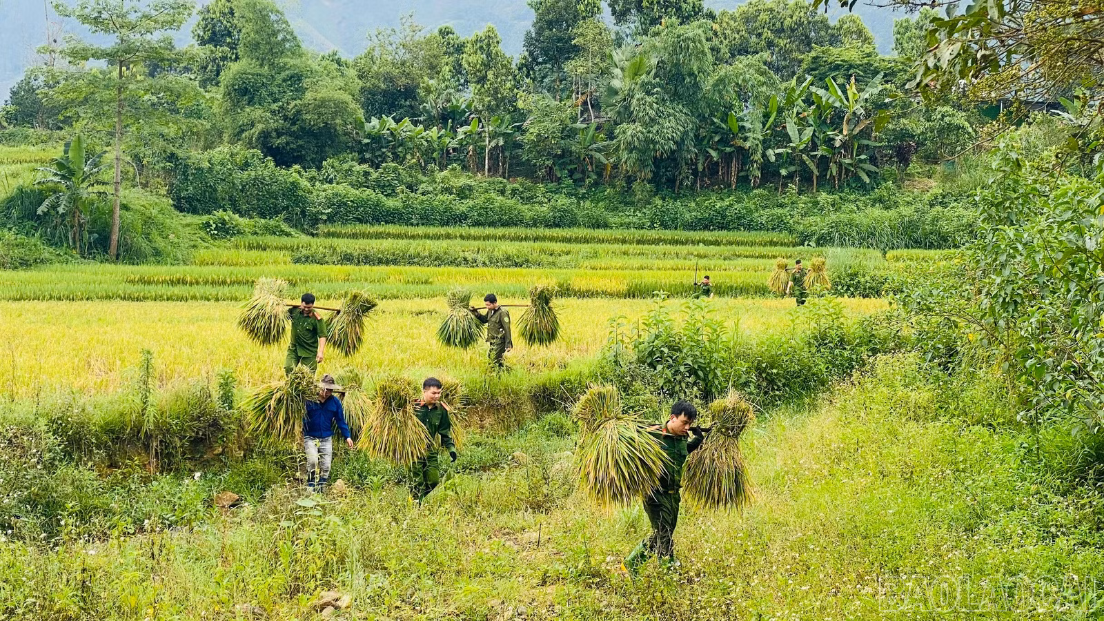 baolaocai-br_z7850396885703-7a85c40fdb6fb09bd604148ae23de41b.jpg