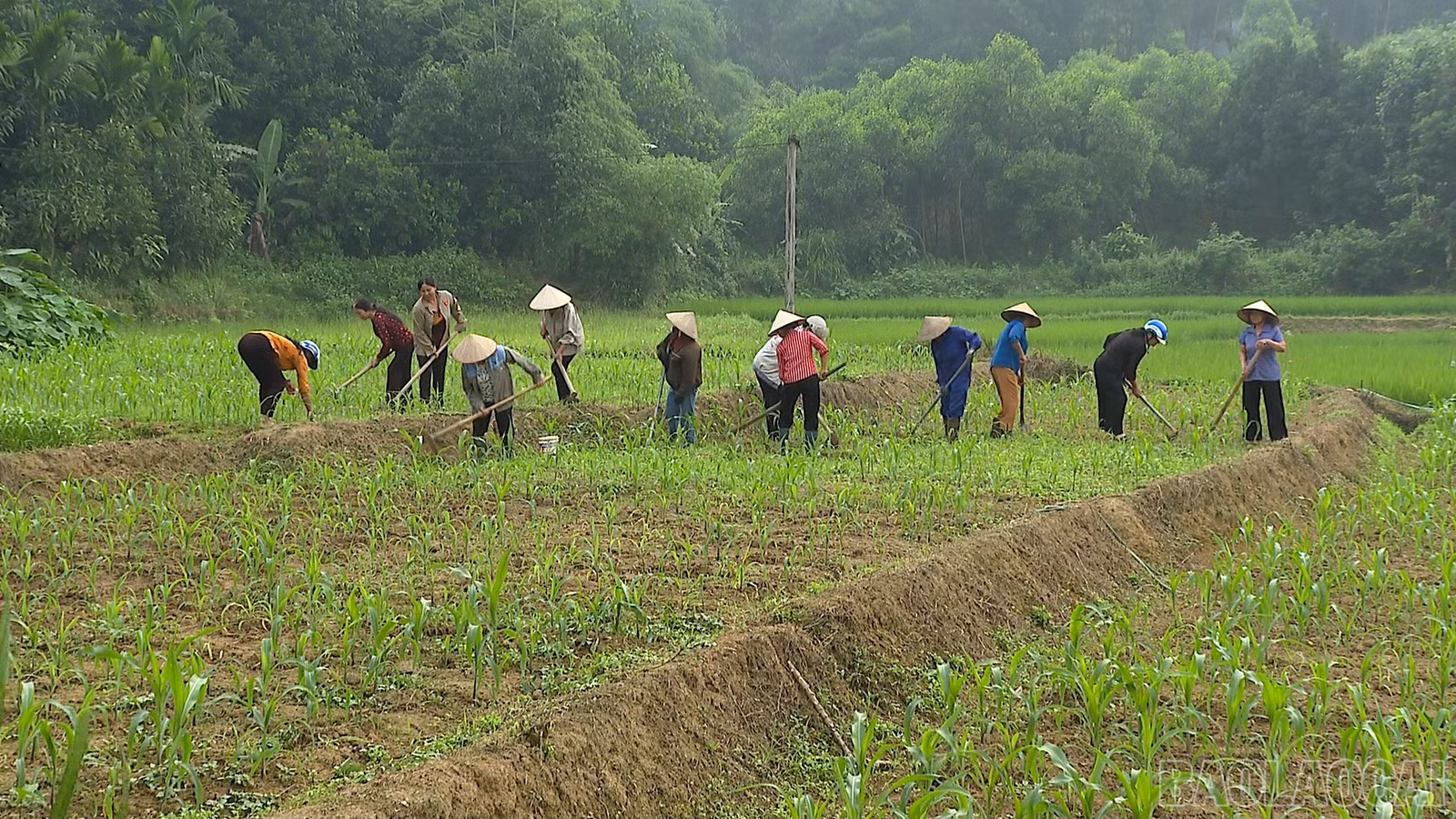 baolaocai-br_xoi-co-ngo-246810.png