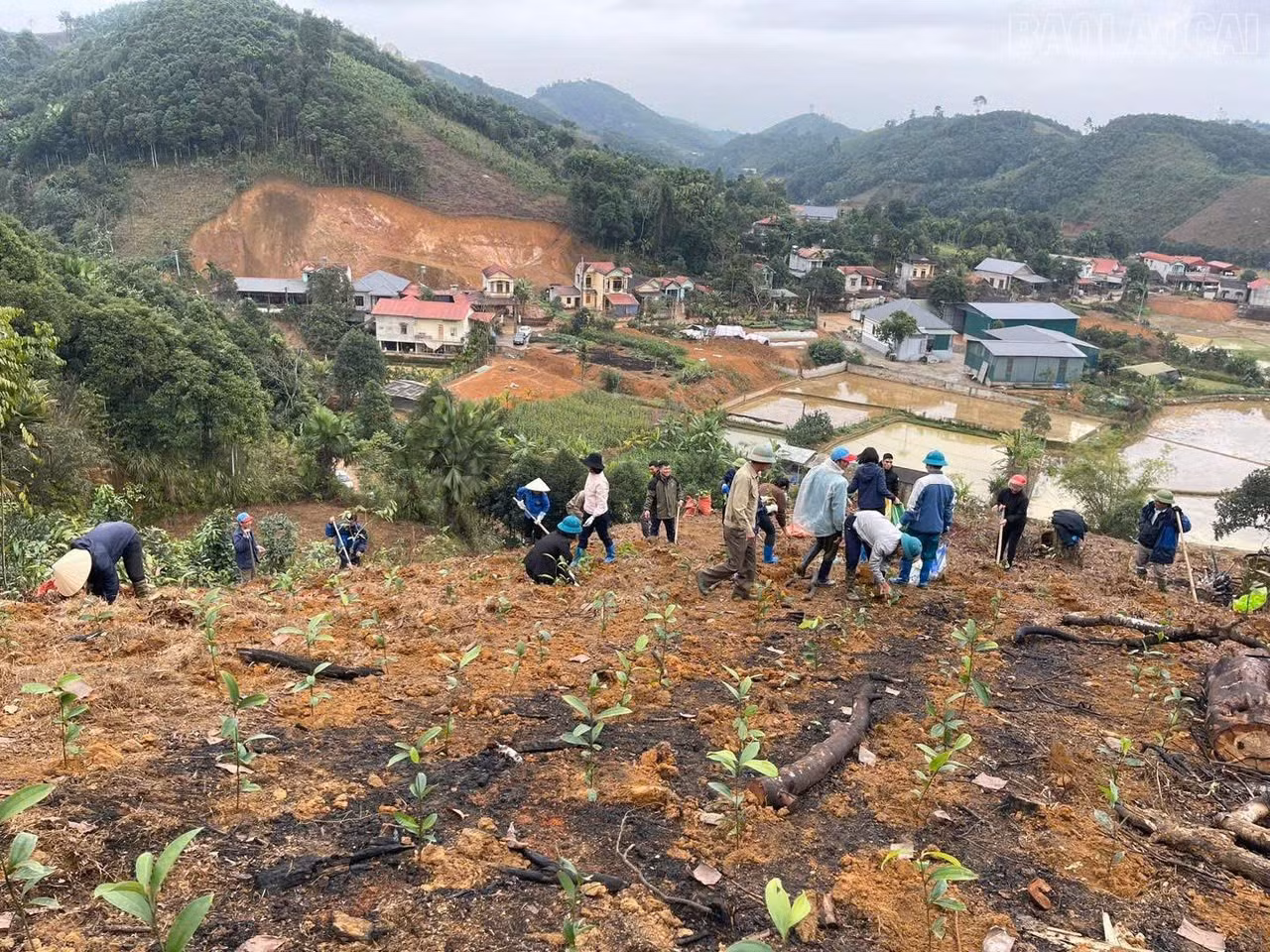 Người dân xã Trấn Yên trồng quế.