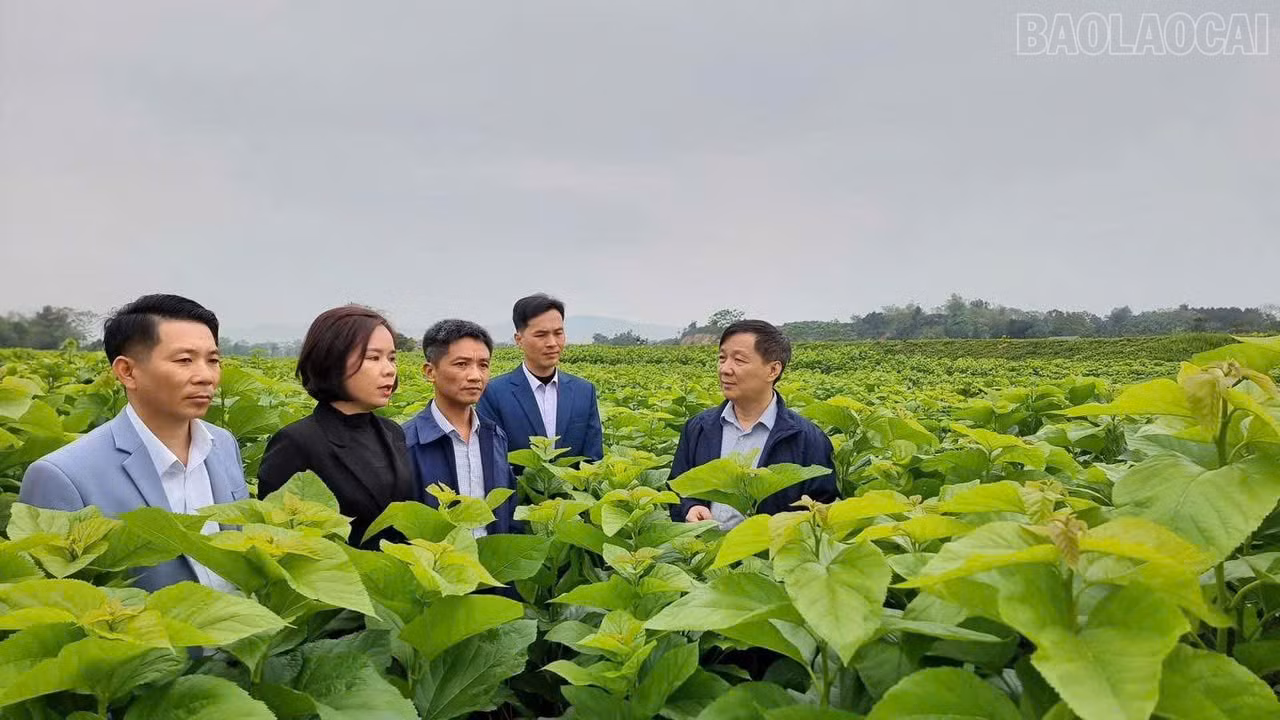 Hiện tại xã có vùng trồng dâu nuôi tằm với diện tích trên 700 ha.