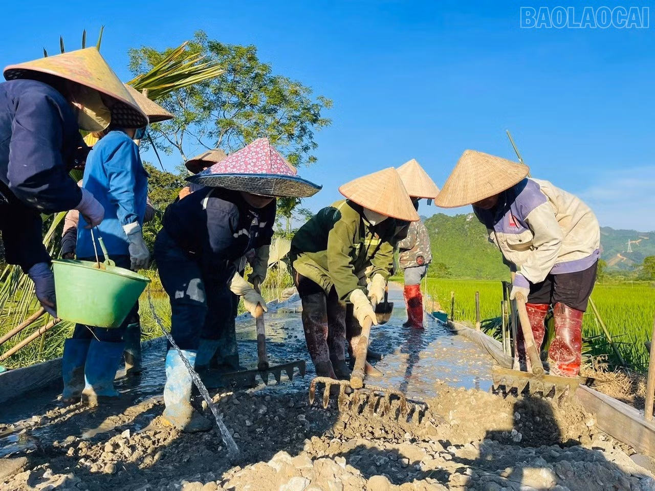 baolaocai-tr_z7500264145677-97a13d2d74e51dbaa8501bb8fba57a93.jpg