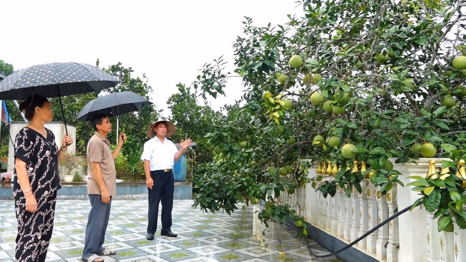 baolaocai-tr_z7060231313090-1501428763b8bfee1effd1a12a14ac5e.jpg