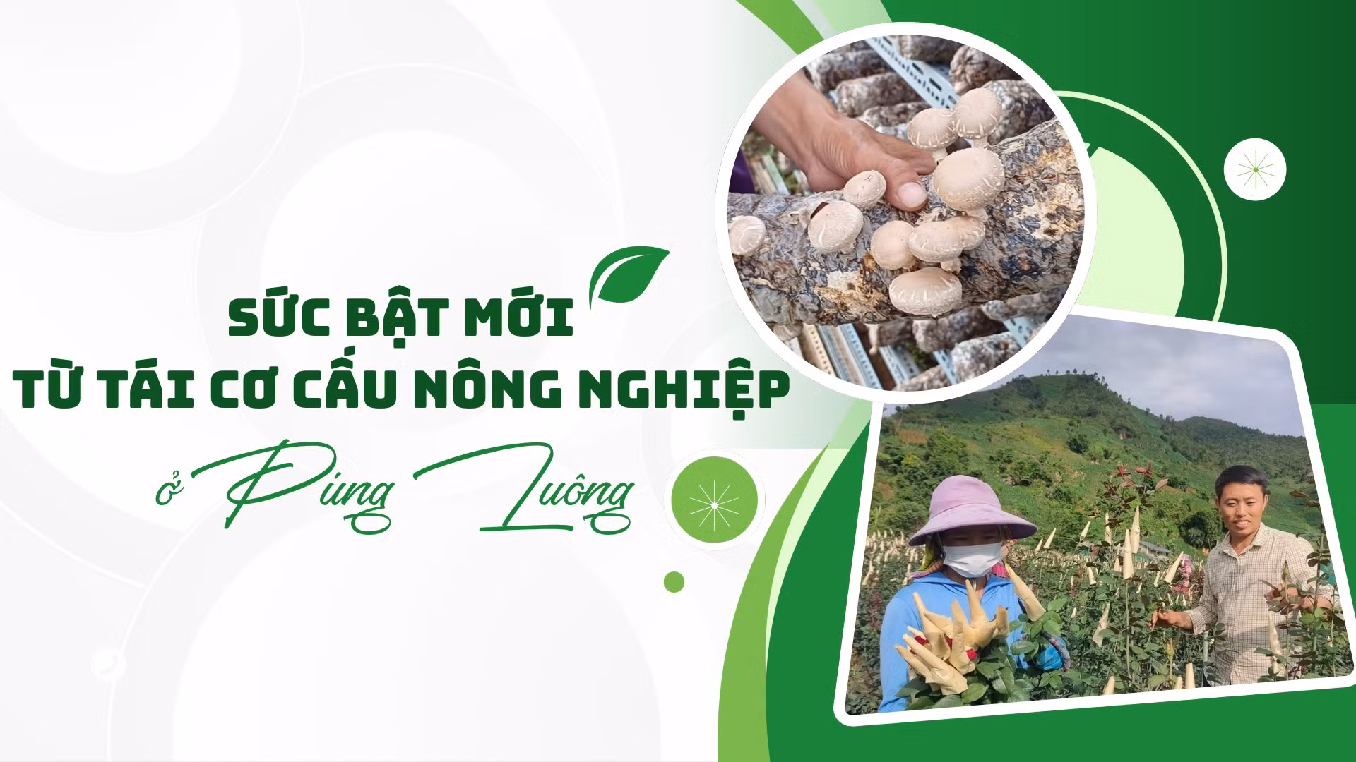 Sức bật mới từ tái cơ cấu nông nghiệp ở Púng Luông
