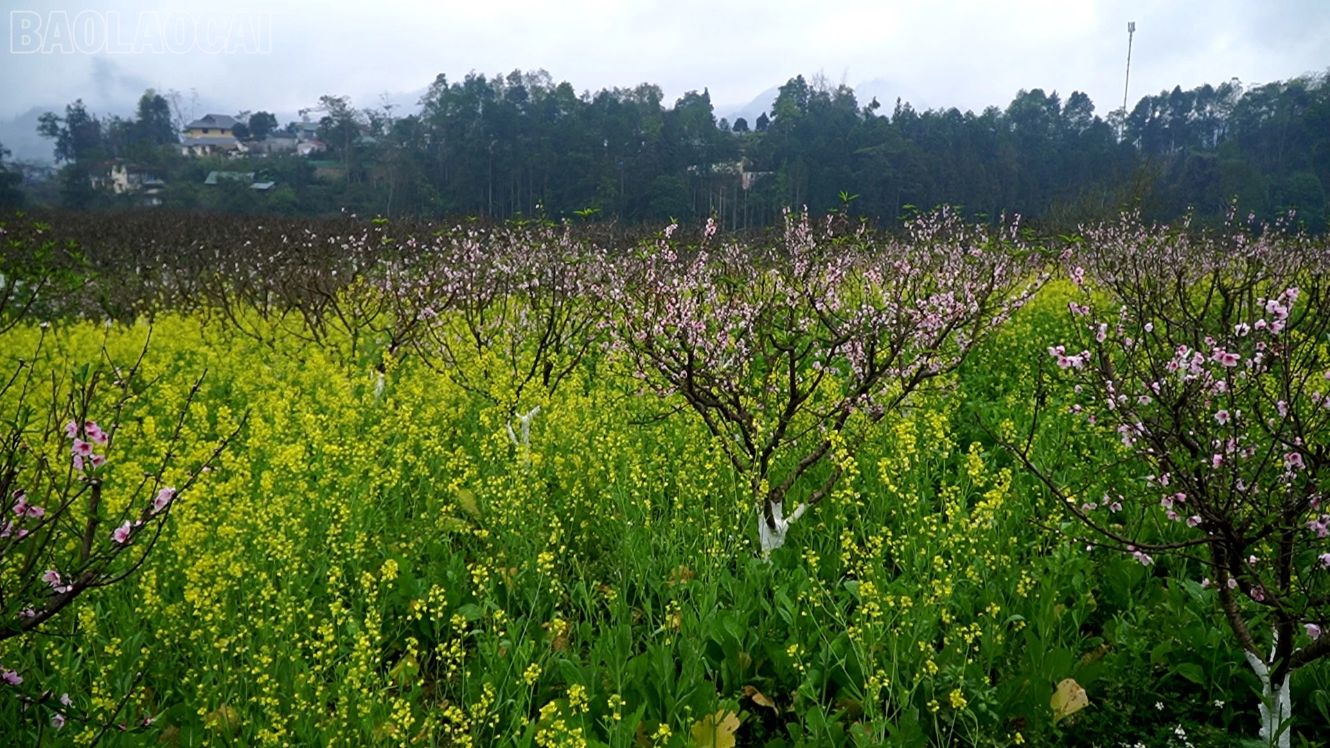 baolaocai-tl_sac-tham-9.jpg