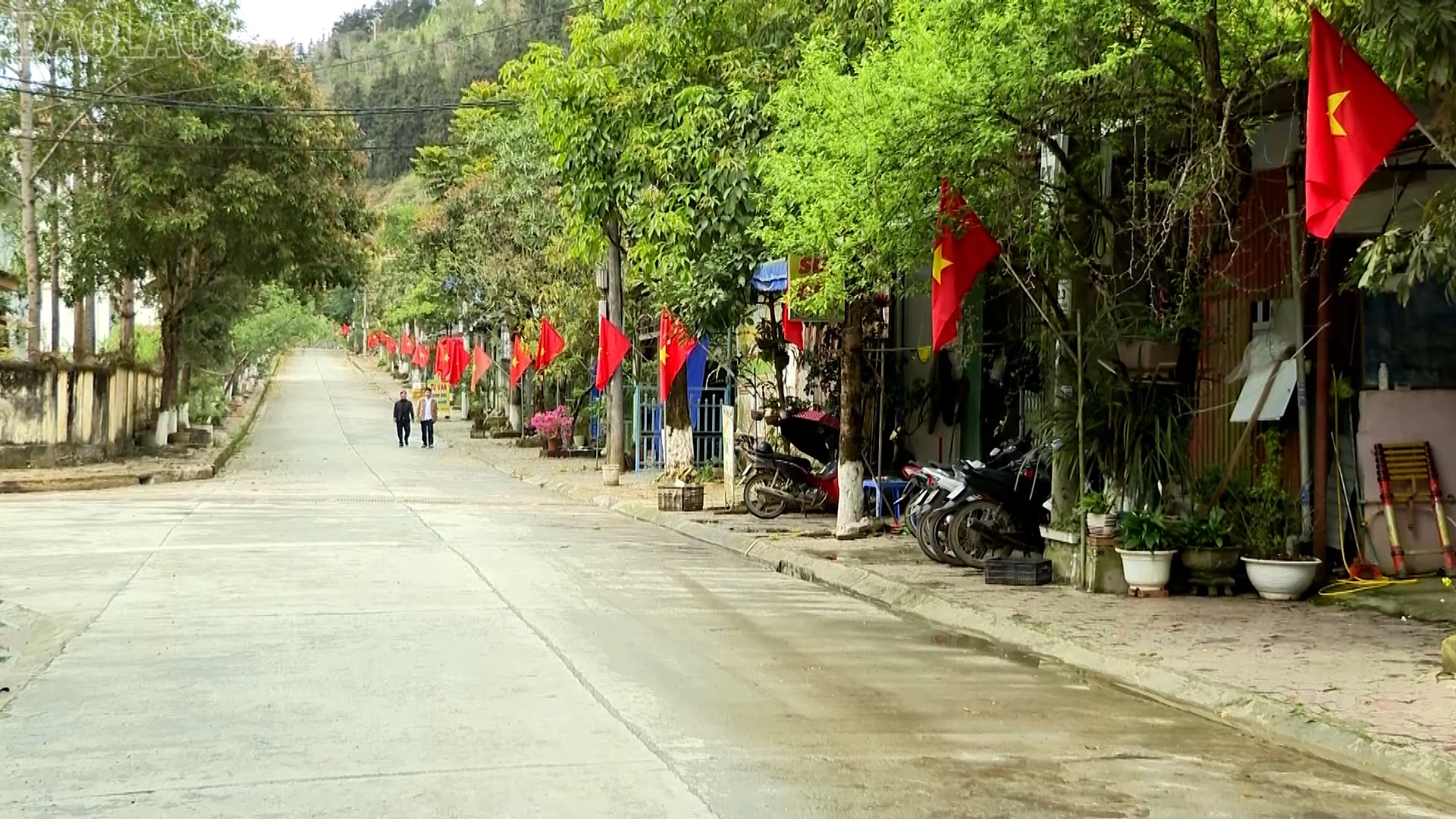 baolaocai-tl_si-ma-cai-1.jpg
