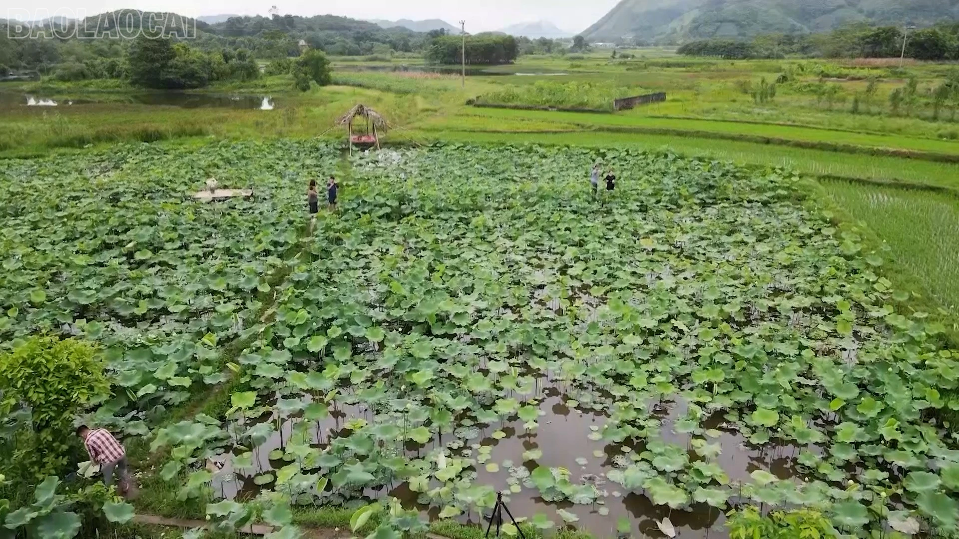 baolaocai-tl_khoa-hoc-10.jpg