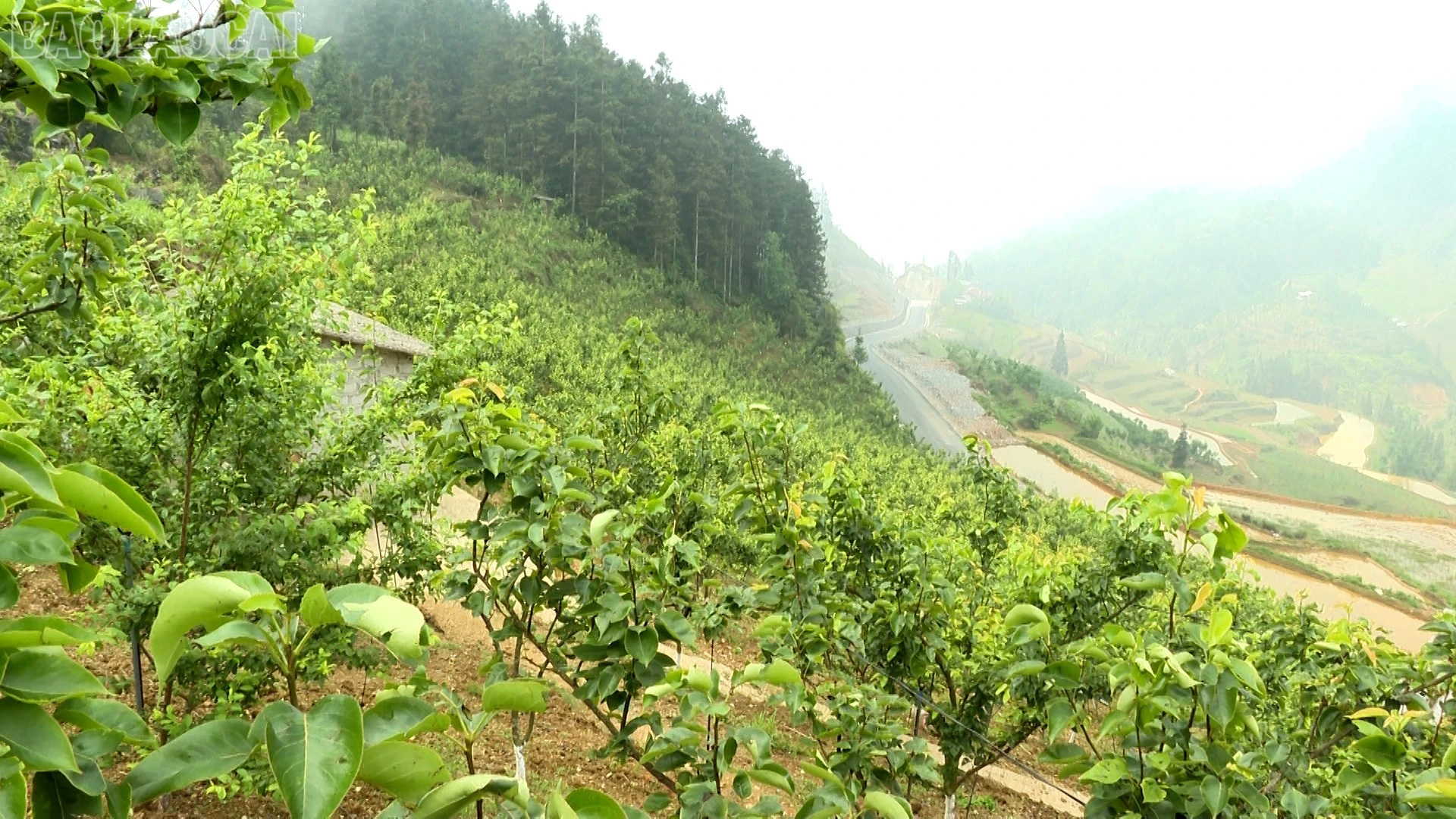 baolaocai-tl_hoang-ha-3.jpg
