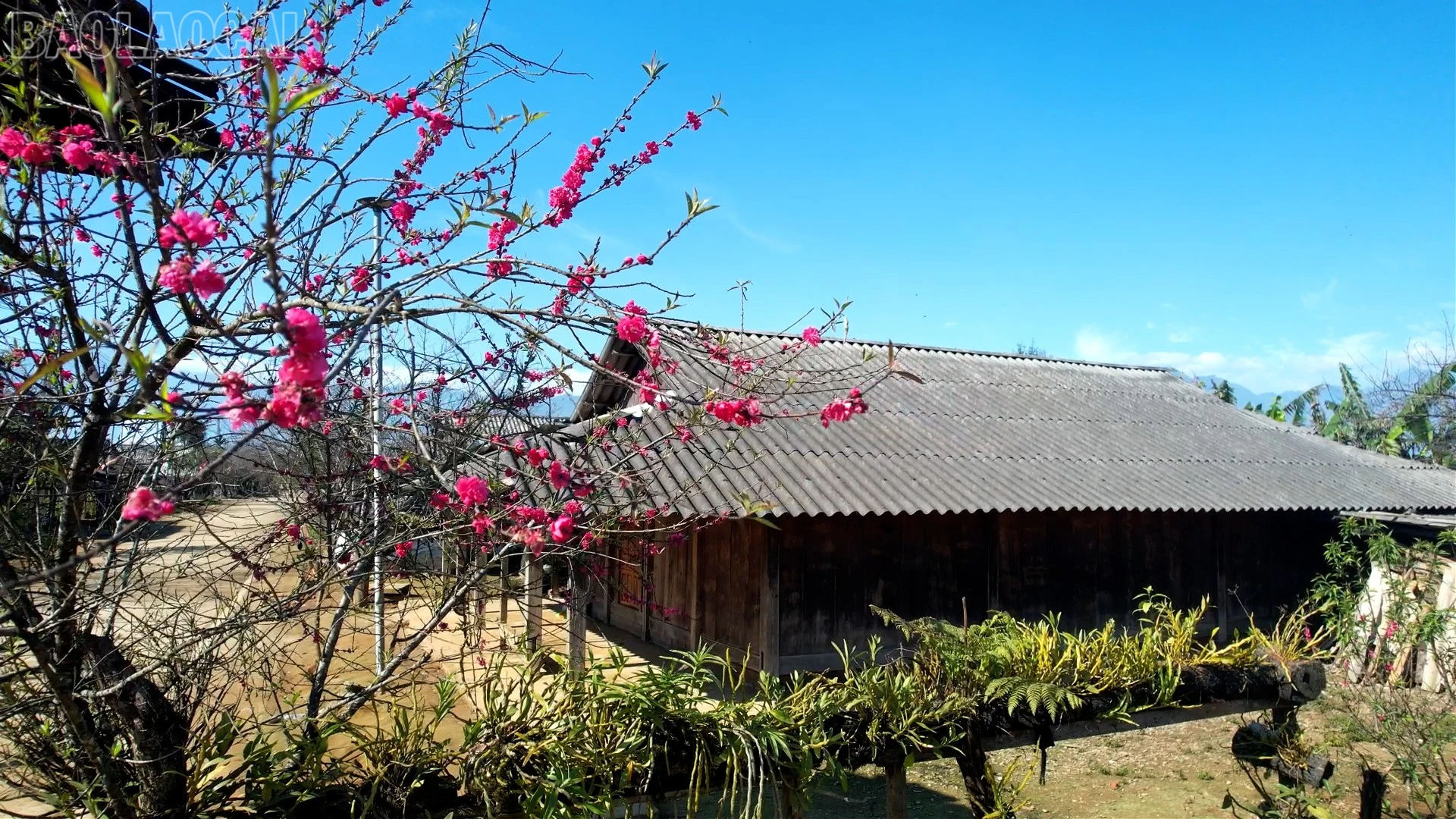 baolaocai-tl_anh-sang-1.jpg