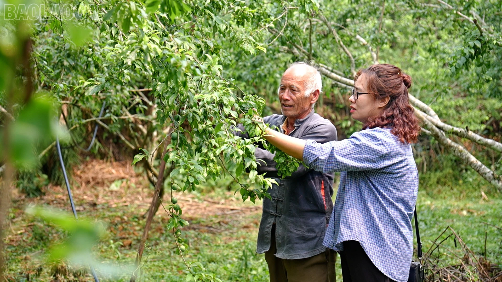 baolaocai-tl_mua-da-1.jpg