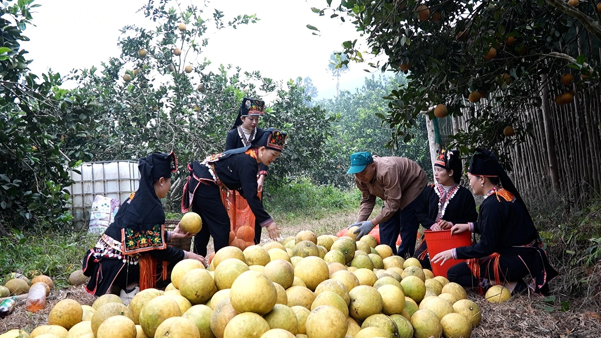 baolaocai-tl_gianm-nghedieo.jpg