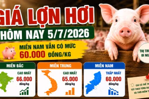 Giá lợn hơi hôm nay 5/7: Miền Bắc giữ vùng cao 66.000 đồng/kg