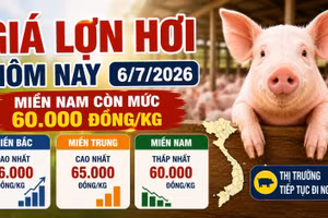 Giá lợn hơi hôm nay 6/7: Miền Nam còn mức 60.000 đồng/kg