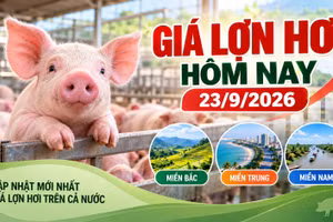 Giá lợn hơi hôm nay 23/9: Đà tăng lan từ miền Bắc xuống miền Nam