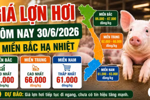 Giá lợn hơi hôm nay 30/6: Nhiều nơi giảm về 66.000 đồng/kg