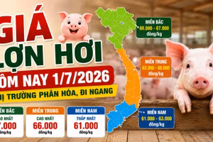 Giá lợn hơi hôm nay 1/7: Miền Bắc chỉ còn 2 nơi đạt 67.000 đồng/kg