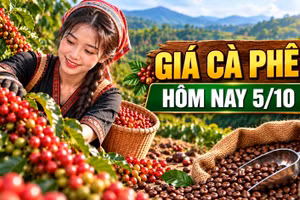 Giá cà phê hôm nay 5/10: Trong nước ổn định, Robusta giữ mức 3.469 USD/tấn