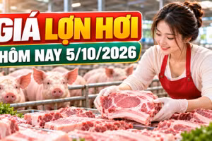 Giá lợn hơi hôm nay 5/10: Miền Nam thấp nhất 54.000 đồng/kg