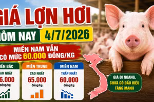 Giá lợn hơi hôm nay 4/7: Chưa có tín hiệu tăng