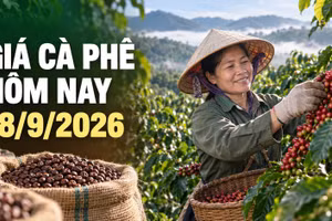 Giá cà phê hôm nay 18/9 giảm 300 đồng/kg, hai sàn thế giới cùng đi xuống