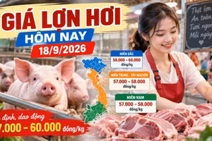 Giá lợn hơi hôm nay 18/9 ổn định, mốc 60.000 đồng/kg có lan rộng?