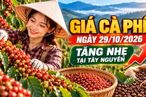 Giá cà phê hôm nay 29/10: Trong nước tăng nhẹ, Arabica giảm sâu