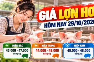 Giá lợn hơi ngày 29/10: Lai Châu cao nhất miền Bắc với 47.000 đồng/kg
