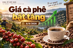 Giá cà phê hôm nay 6/9 đảo chiều tăng, Tây Nguyên thêm 1.000 đồng/kg