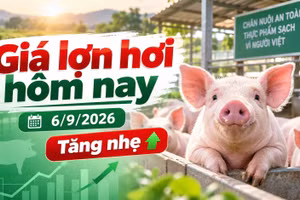 Giá lợn hơi hôm nay 6/9/2026: Mốc 60.000 đồng/kg chính thức trở lại