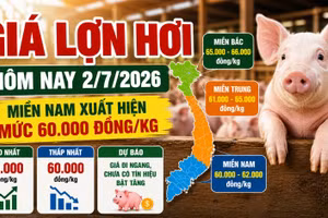 Giá lợn hơi hôm nay 2/7: Nhiều nơi giảm về 60.000 đồng/kg