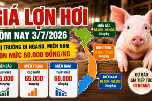 Giá lợn hơi hôm nay 3/7: Miền Nam còn mức 60.000 đồng/kg