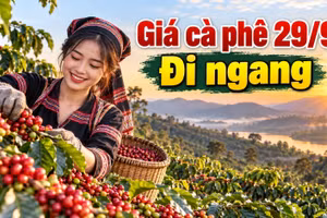 Giá cà phê hôm nay 29/9/2026: Đi ngang sau nhịp phục hồi mạnh