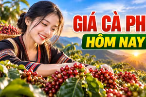 Giá cà phê hôm nay 28/9: Đi ngang trước phiên giao dịch thế giới đầu tuần
