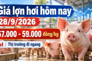 Giá lợn hơi hôm nay 28/9/2026: Ba miền đồng loạt giữ giá
