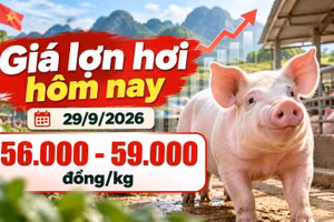 Giá lợn hơi hôm nay 29/9/2026: Miền Bắc bật tăng, cao nhất 59.000 đồng/kg