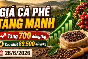 Giá cà phê hôm nay 26/6: Tăng mạnh, tiến sát mốc 90.000 đồng/kg